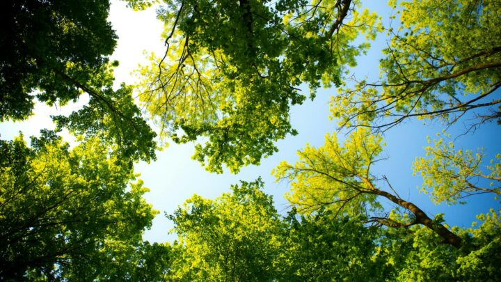 arboricoltore a Roma